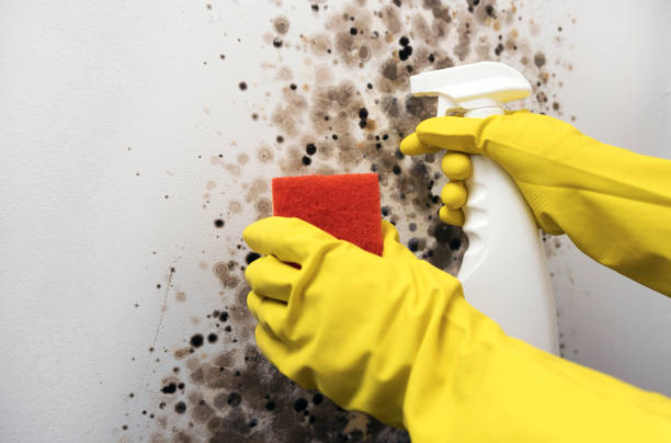 Best Residential Mold Remediation in Oro Valley, AZ